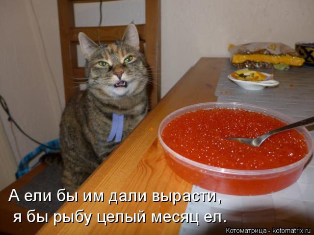 Лучшие котоматрицы недели