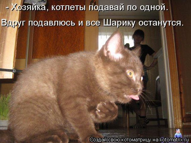 Лучшие котоматрицы недели