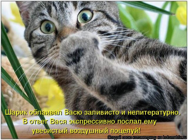 Лучшие котоматрицы недели