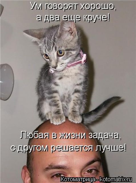 Лучшие котоматрицы недели