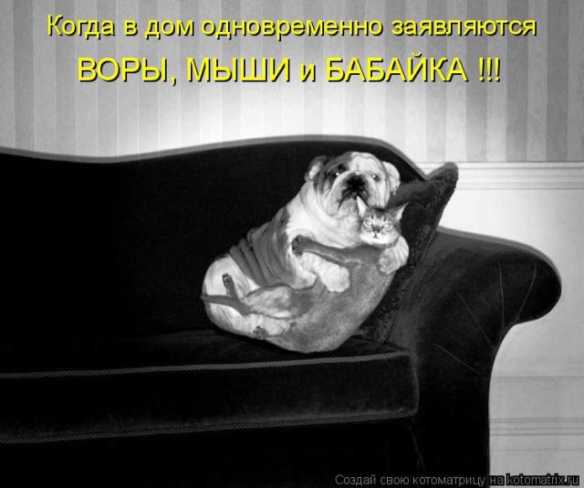 Лучшие котоматрицы недели