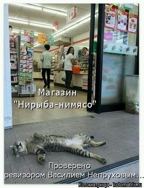 Лучшие котоматрицы недели