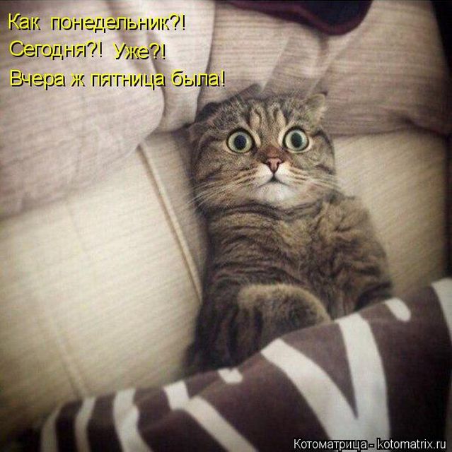 Лучшие котоматрицы недели