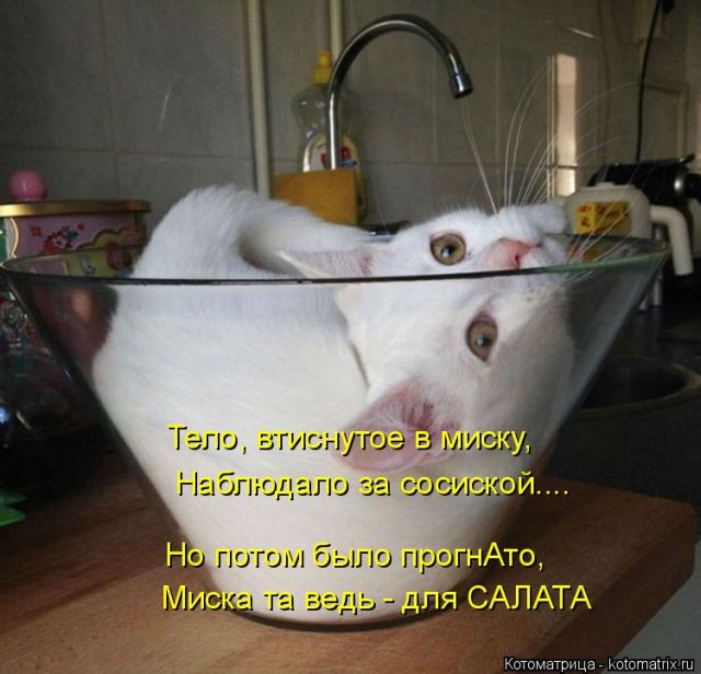 Лучшие котоматрицы недели