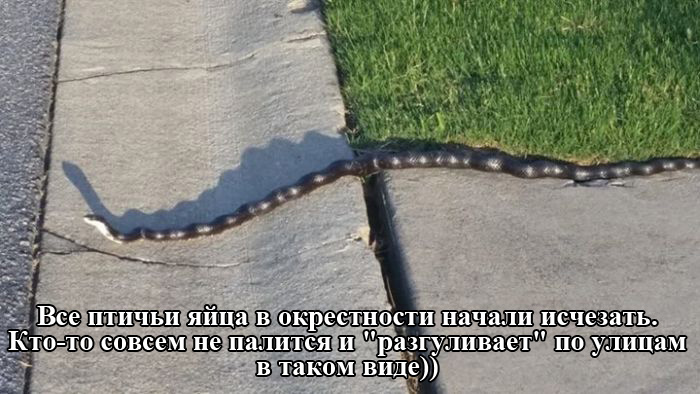 Порция картинок