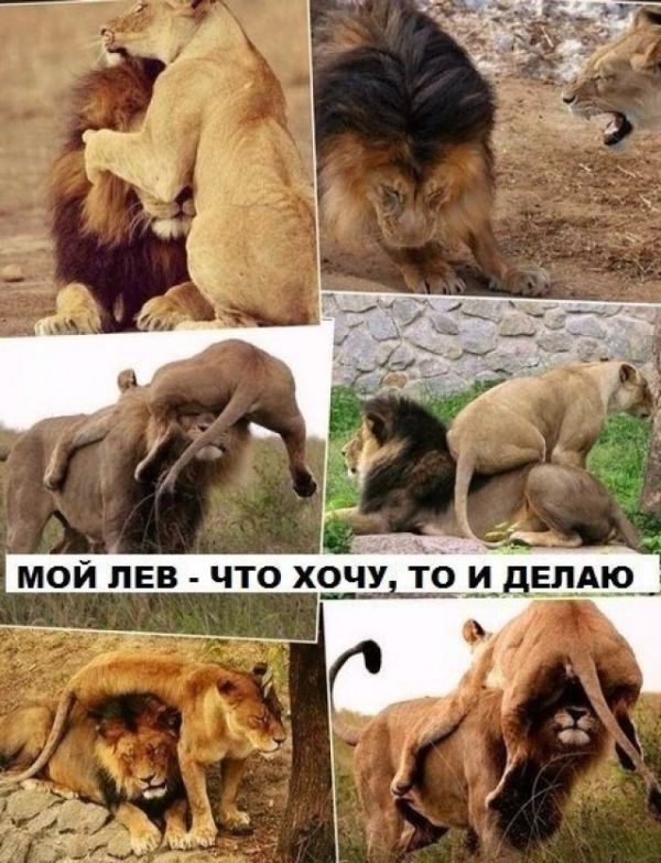 Порция картинок
