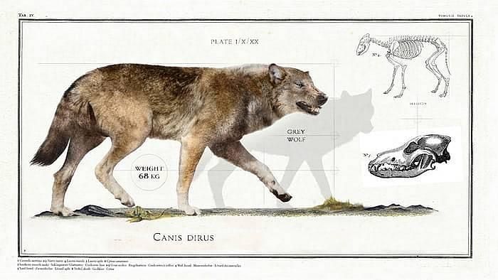 Древние животные-гиганты, по сравнению с которыми человек - просто козявка