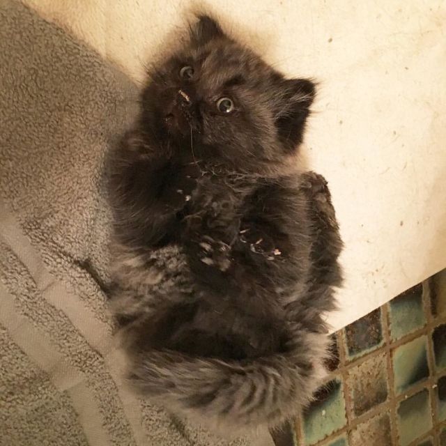 Необычный котенок-карлик, обнаруженный в лесу