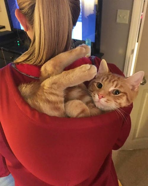 Главное, чтобы котам было удобно