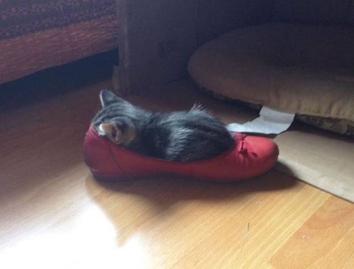 Главное, чтобы котам было удобно