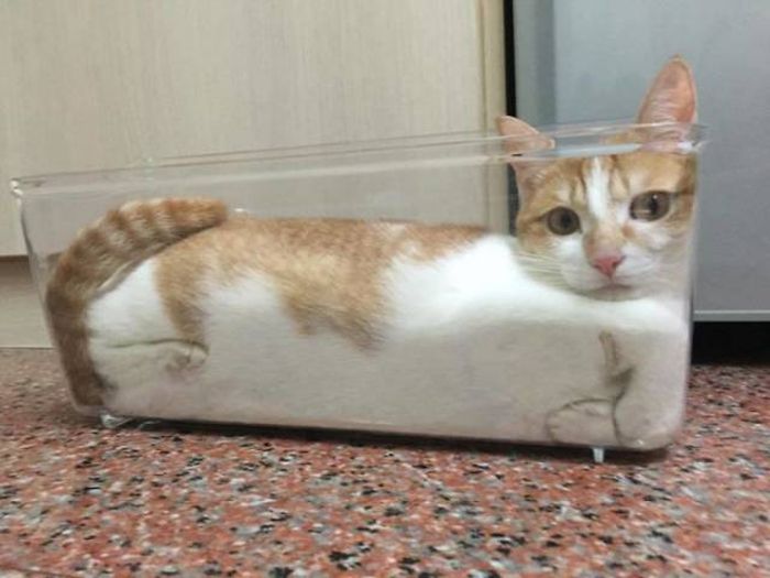 Главное, чтобы котам было удобно