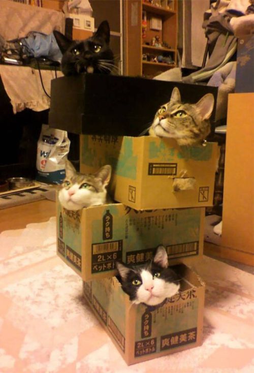 Главное, чтобы котам было удобно