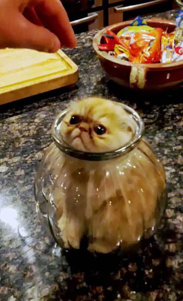 Главное, чтобы котам было удобно