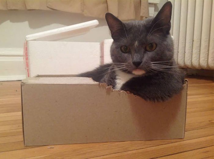Главное, чтобы котам было удобно