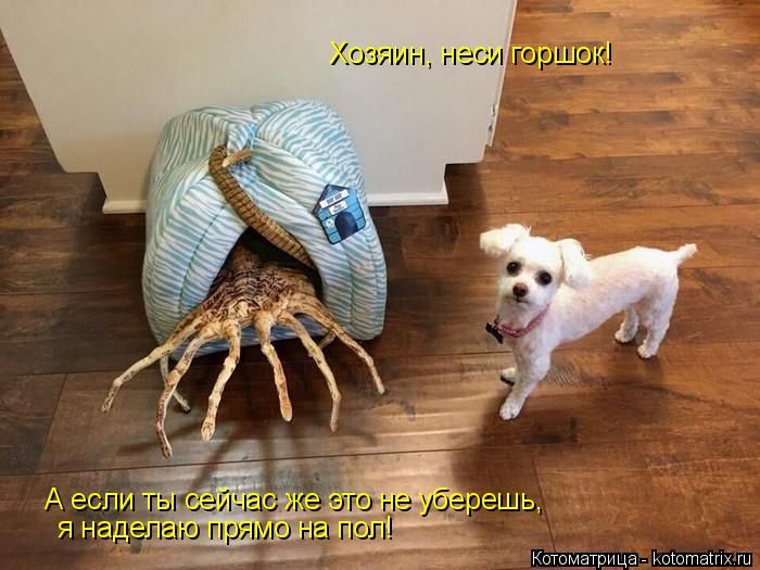 Лучшие котоматрицы недели