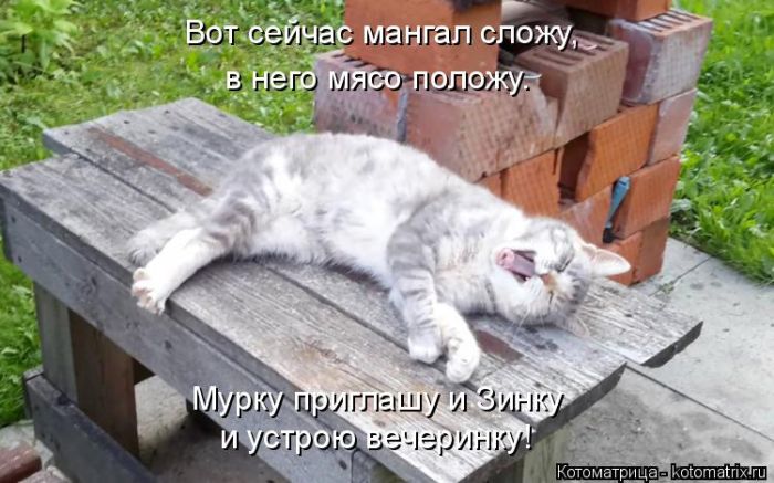 Лучшие котоматрицы недели