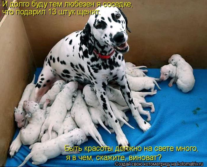 Лучшие котоматрицы недели