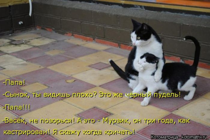 Лучшие котоматрицы недели
