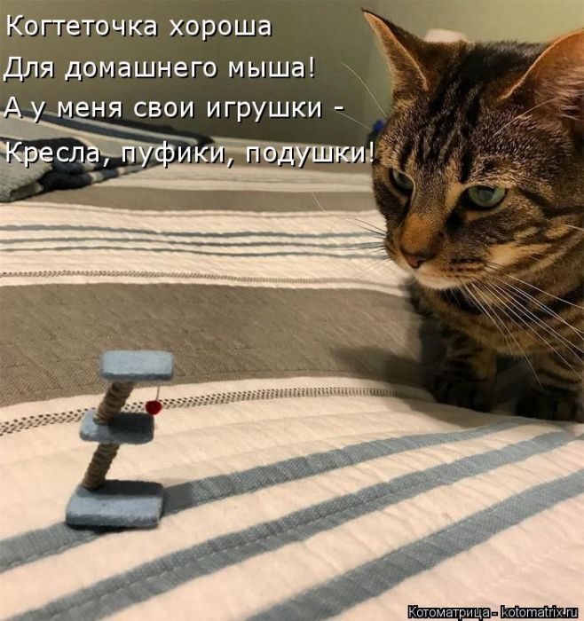 Лучшие котоматрицы недели