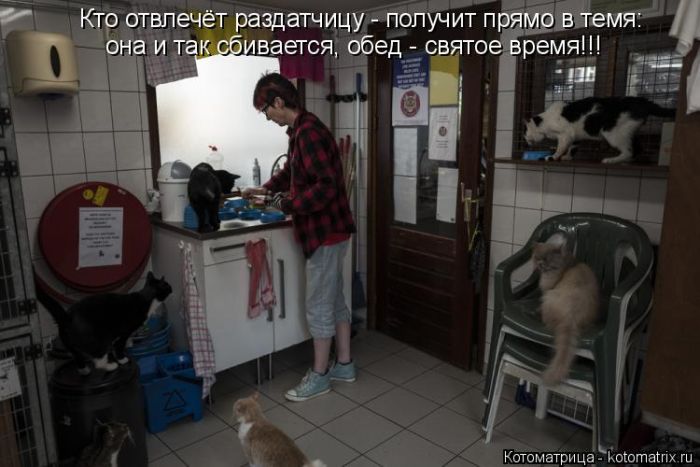 Лучшие котоматрицы недели