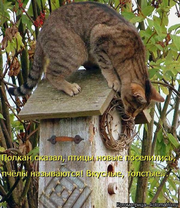 Лучшие котоматрицы недели