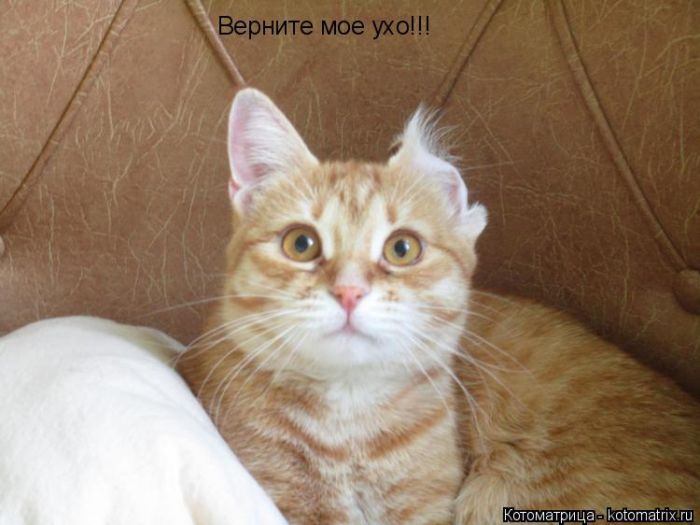 Лучшие котоматрицы недели
