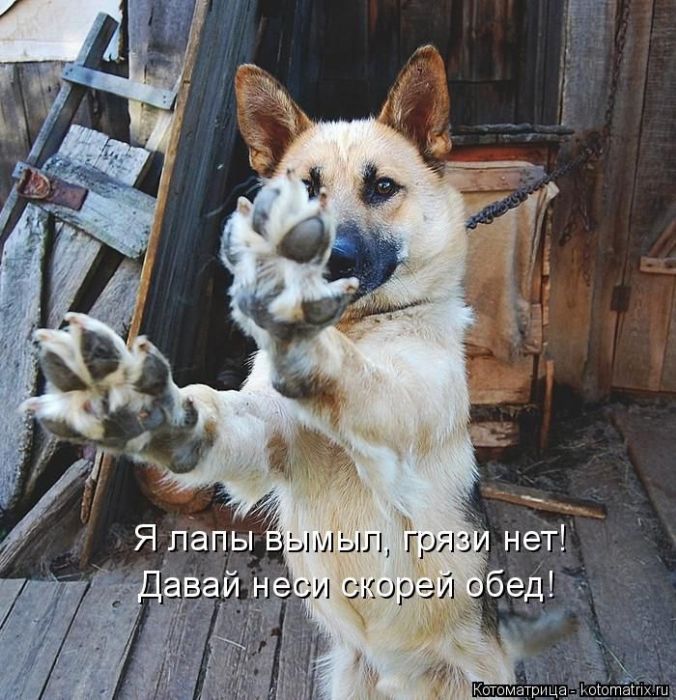 Лучшие котоматрицы недели