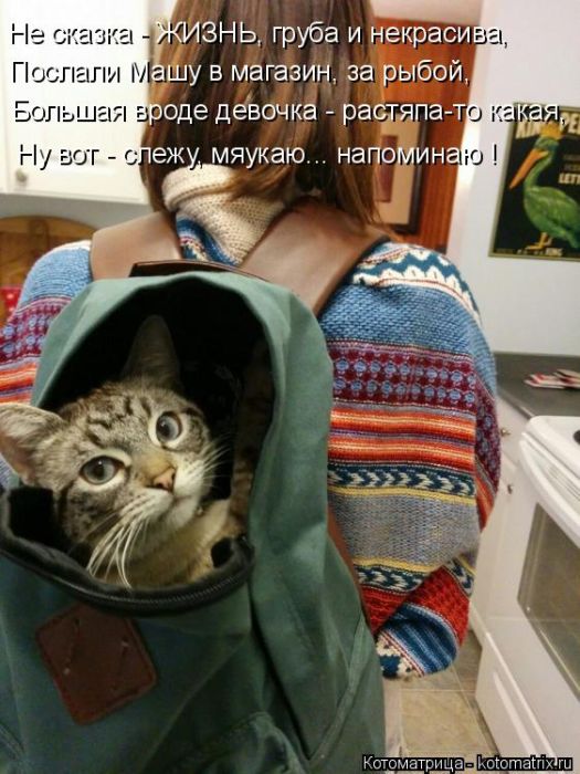 Лучшие котоматрицы недели