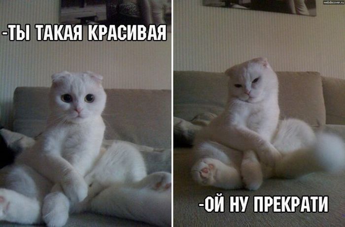 Прикольные картинки