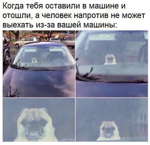 Прикольные картинки