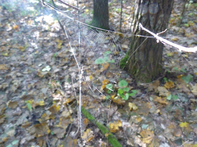 Поход за опятами (30 фото)