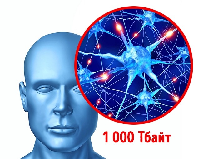 15 особенностей, которые делают человеческое тело уникальным 15 особенностей, которые делают человеческое тело уникальным