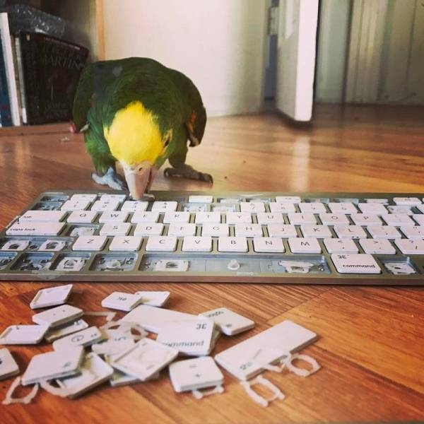 Прикольные картинки