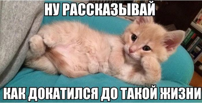 Порция картинок