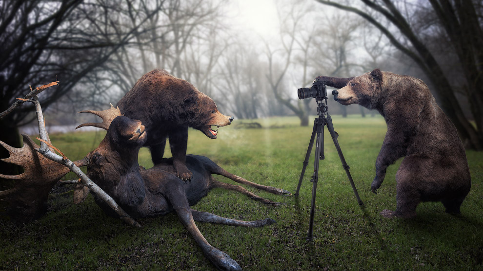 Сюрреалистические фотографии животных Сюрреалистические фотографии животных