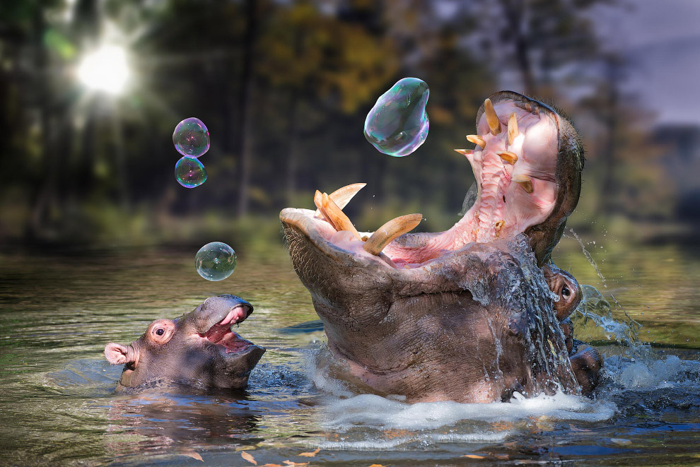 Сюрреалистические фотографии животных Сюрреалистические фотографии животных