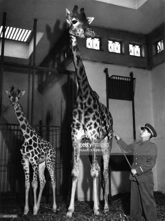 Необычные архивные фотографии из прошлого века Необычные архивные фотографии из прошлого века