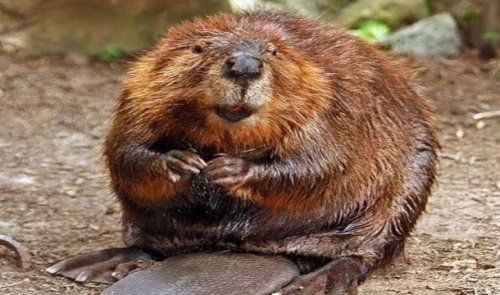 Шокирующие факты о еде (25 фото) Шокирующие факты о еде (25 фото)