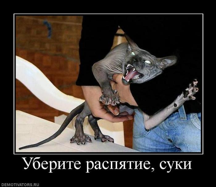 Демотиваторы (60 фото)