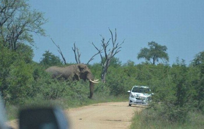 Слон, которому не нравятся автомобили (11 фото)