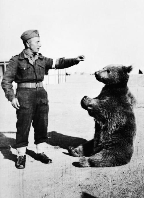 Войтек - необычный солдат Второй мировой Войтек - необычный солдат Второй мировой