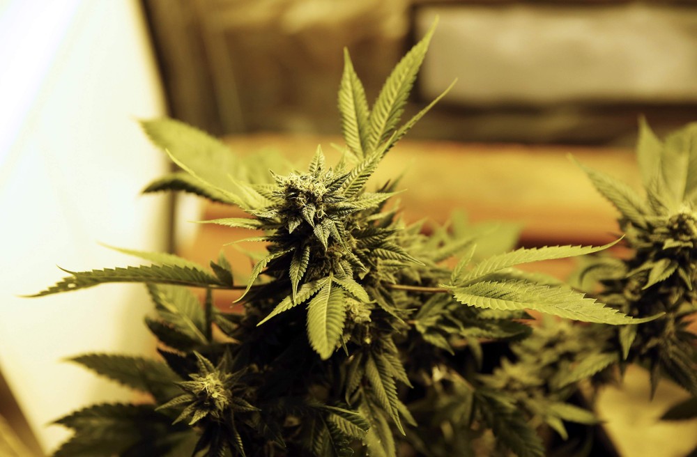 Первая “Expo Cannabis” ярмарка в Уругвае