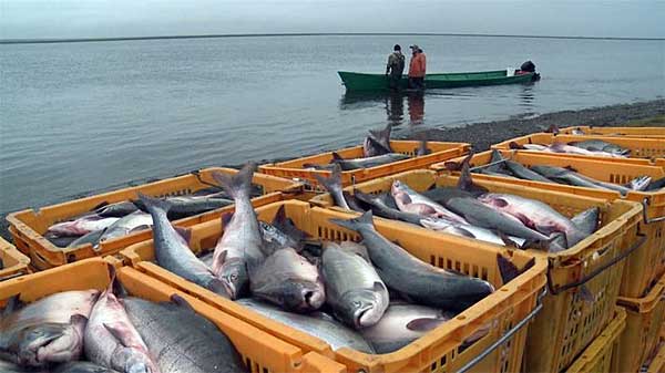 Любопытное об Азовском море… Любопытное об Азовском море…