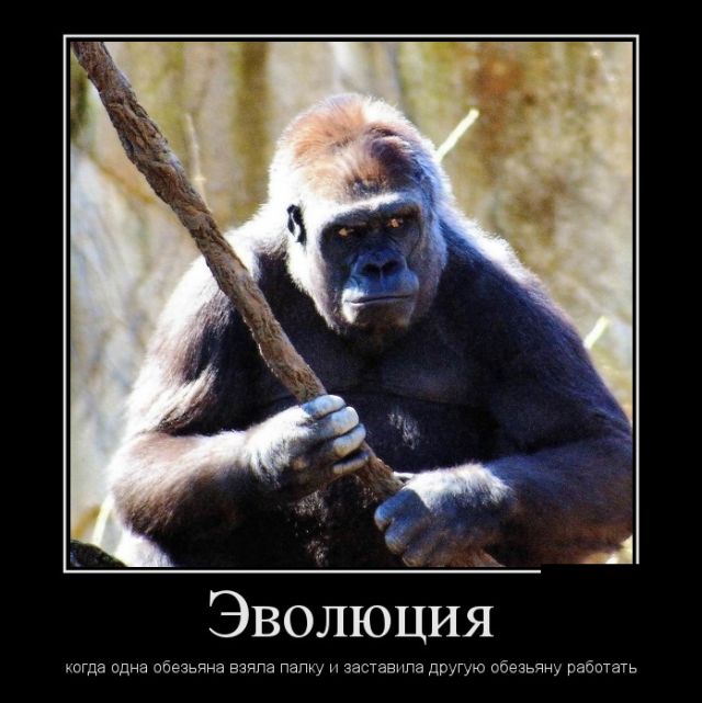 Демотиваторы