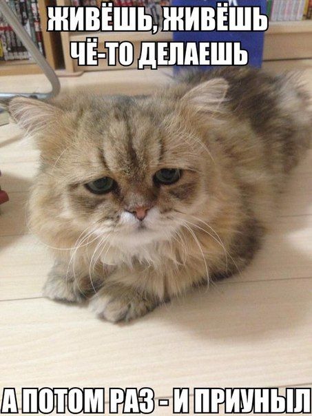 Порция картинок
