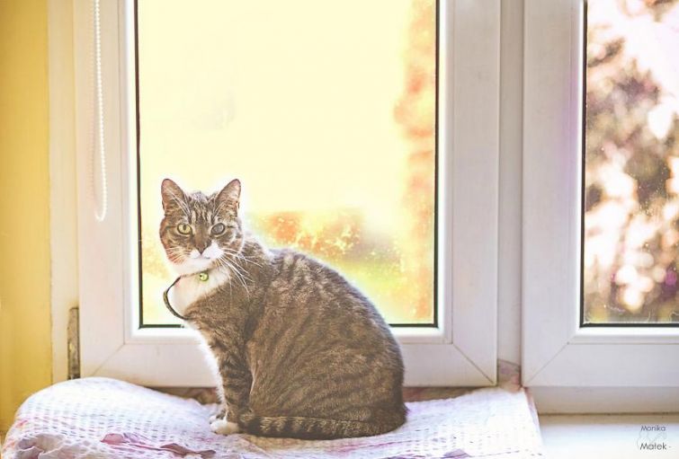 Я всё ещё кот: фотографии котов-инвалидов, показывающие, что они всё также прекрасны Я всё ещё кот: фотографии котов-инвалидов, показывающие, что они всё также прекрасны