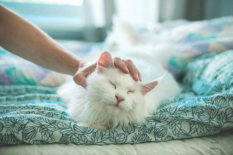 Я всё ещё кот: фотографии котов-инвалидов, показывающие, что они всё также прекрасны Я всё ещё кот: фотографии котов-инвалидов, показывающие, что они всё также прекрасны