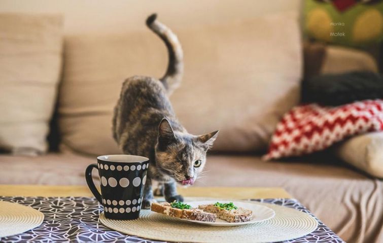 Я всё ещё кот: фотографии котов-инвалидов, показывающие, что они всё также прекрасны Я всё ещё кот: фотографии котов-инвалидов, показывающие, что они всё также прекрасны
