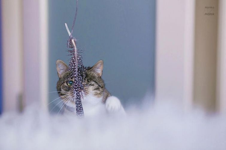 Я всё ещё кот: фотографии котов-инвалидов, показывающие, что они всё также прекрасны Я всё ещё кот: фотографии котов-инвалидов, показывающие, что они всё также прекрасны