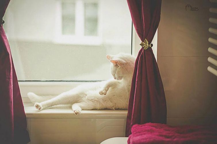 Я всё ещё кот: фотографии котов-инвалидов, показывающие, что они всё также прекрасны Я всё ещё кот: фотографии котов-инвалидов, показывающие, что они всё также прекрасны